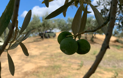olive con sfondo
